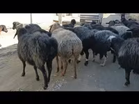 گوسفند (گروه، جنسیت مشخص نشده), Hissar sheep — عکس 6