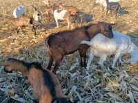 Ziegenbock, Alpine goat — Foto 2