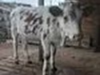 Touro, Swiss cattle — foto 7