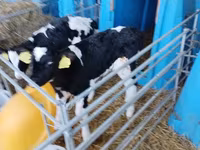 Bull, Holstein breed — photo 6