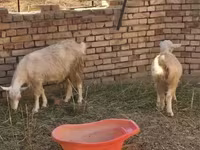 بز نر, بز — عکس 3