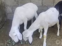 قوچ, گوسفند — عکس 1