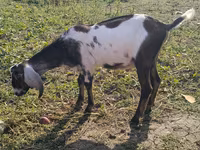 Jarac, Nubian Goat — fotografija 3