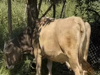 گاو ماده, گاو — عکس 4