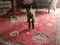 Kozel, Alpine goat — foto 4