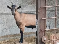 بز نر, Alpine goat — عکس 1