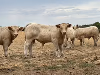 Бик, Charolais cattle — снимка 3