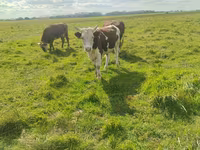 Бух, Simmental cattle — 7 зураг