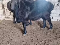 Ram, Edilbay sheep — photo 4