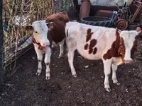 황소, Simmental cattle — 사진 1