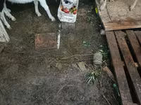 ছাগী, Saanen goat — ছবি 1
