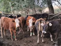Krava, Simmental cattle — fotografija 1