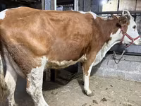 Bò cái, Giống Holstein — ảnh 4
