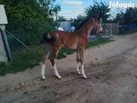 Kuda betina, Hungarian horse breed — foto 7