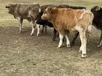Bou, Bovine — foto 2