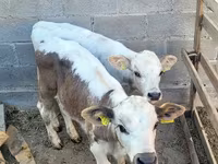 گاو نر, Swiss cattle — عکس 2