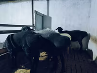የጎትት አውራ በግ, Hissar sheep — ፎቶ 1