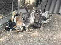 Ducks — 사진 2