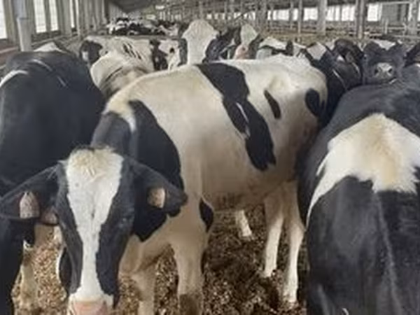 Holstein breed