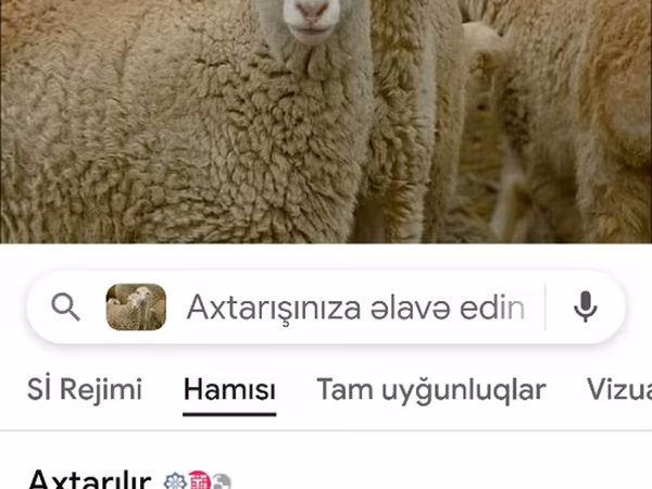 Ido (xirmo, jins lama sheegin), Sheep