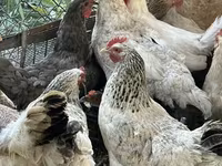 Chickens — 照片 1