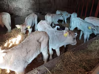 Dibi, Simmental cattle — sawirka 2