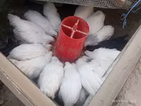 Chickens — عکس 6
