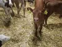 Skot (série, pohlaví neuvedeno), Simmental cattle — foto 4