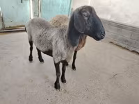 በግ, Sheep — ፎቶ 3