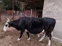 பசு, Latvian Blue cattle — புகைப்படம் 1