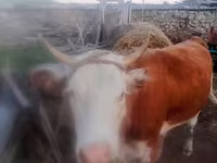 Kuh, Simmental cattle — Foto 3
