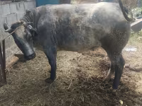 Bou, Belgian Blue — foto 2