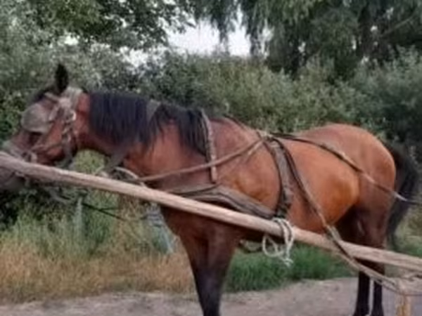 Mare, Hucul pony