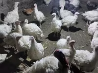 Հնդկահավի միս Հնդուշկա — foto 4