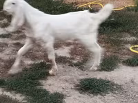 Caprone, Beetal goats — foto 4