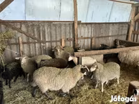 公羊, Merino sheep — 照片 3