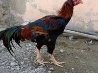 Chickens — عکس 3