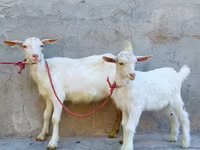 بز ماده, Saanen goat — عکس 3