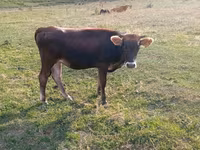 Krowa, Russian Black pied cattle — zdjęcie 2