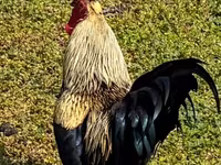 Chickens — Foto 2