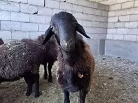 قوچ, گوسفند — عکس 4