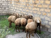 Owce (partia, płeć nieokreślona), Owce — zdjęcie 1