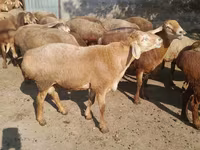 بز نر, Beetal goats — عکس 4