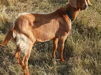 Buk, Alpine goat — foto 2