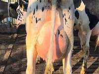 Kuh, Holstein-Rasse — Foto 2