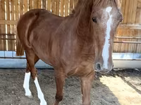 ፈረስ, Horses — ፎቶ 6