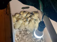 Ducks — foto 2