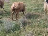 Biri-biri (lot, jantina tidak dinyatakan), Sheep — foto 2