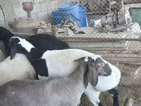 قوچ, Rhon sheep — عکس 3