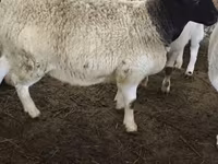 भेड़, Dorper sheep — फ़ोटो 6